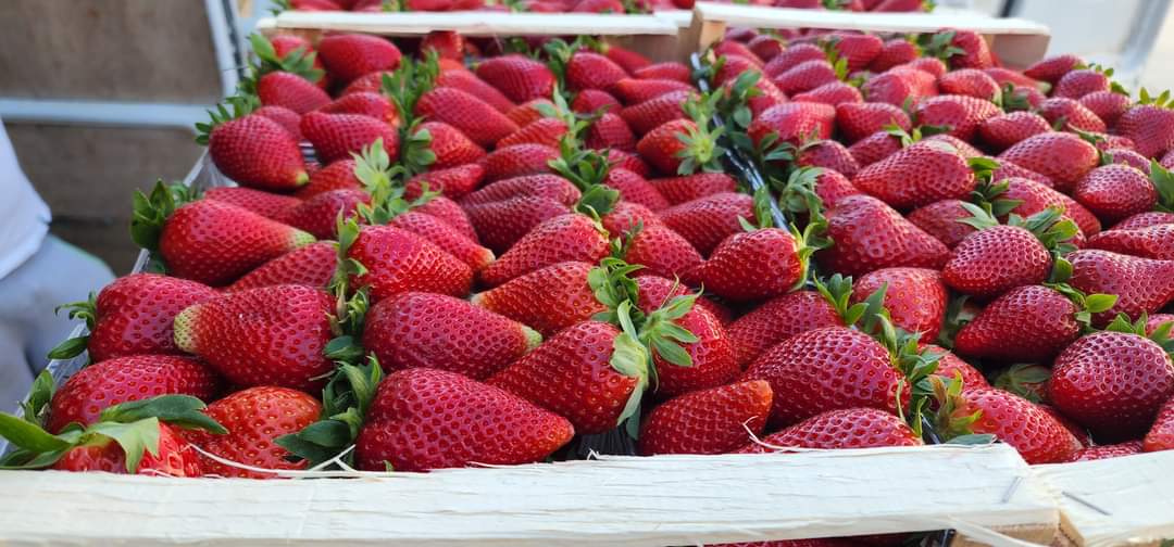 Premium quality strawberries from Albania ready to export