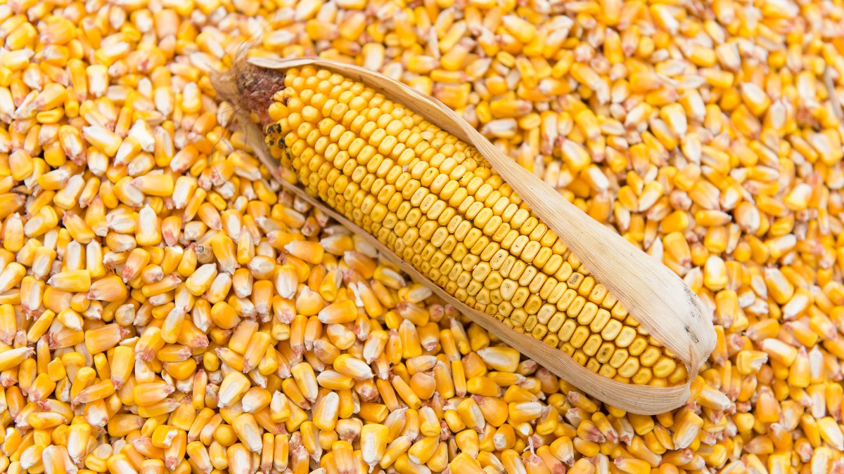 I will sell Ukrainian dried corn with delivery to the customer at a good price in bulk or in big bags, the minimum lot is 24 tons - the total quantity is not