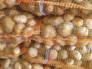 I will sell edible potatoes of the Vineta variety