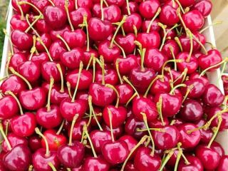premium quality --- EXPORT sales start from May 25