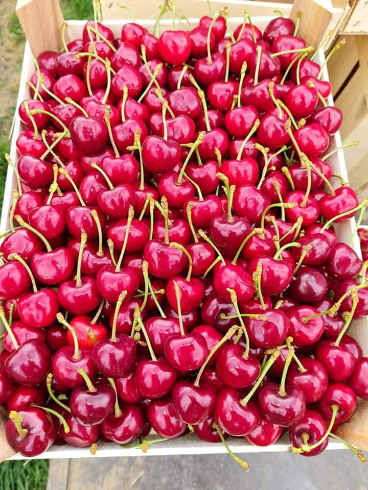 premium quality --- EXPORT sales start from May 25 Info in Viber, Whatsapp