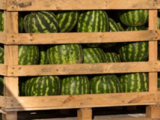 Best watermelon Origin Greece Variety Bostana. contact