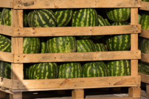 Best watermelon Origin Greece Variety Bostana