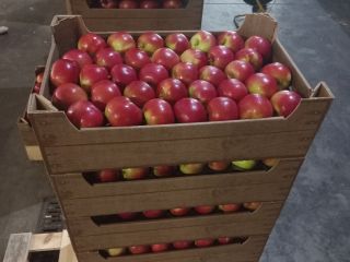 We offer for sale apples Idared, Jonaprince, Golden, Gala,