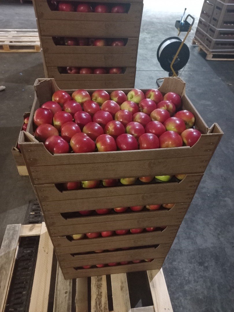 We offer for sale apples Idared, Jonaprince, Golden, Gala, Red Chif and other varieties in export quality, in full truck quantities