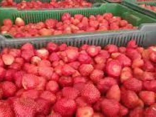 Good day. ZED manager (representative) of Berry Trade LLC