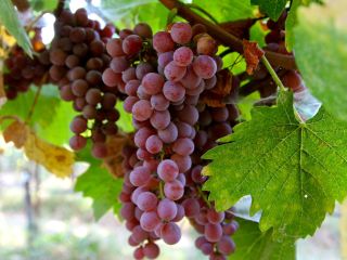 We are a supplier and grower of fresh grape