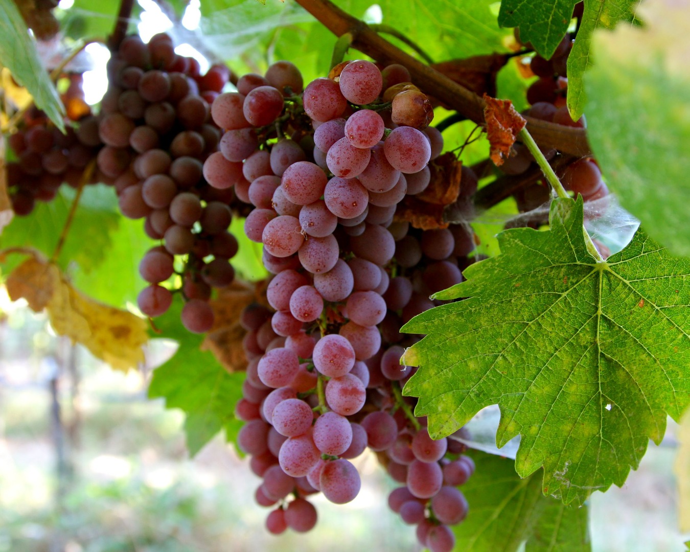 We are a supplier and grower of fresh grape from Egypt