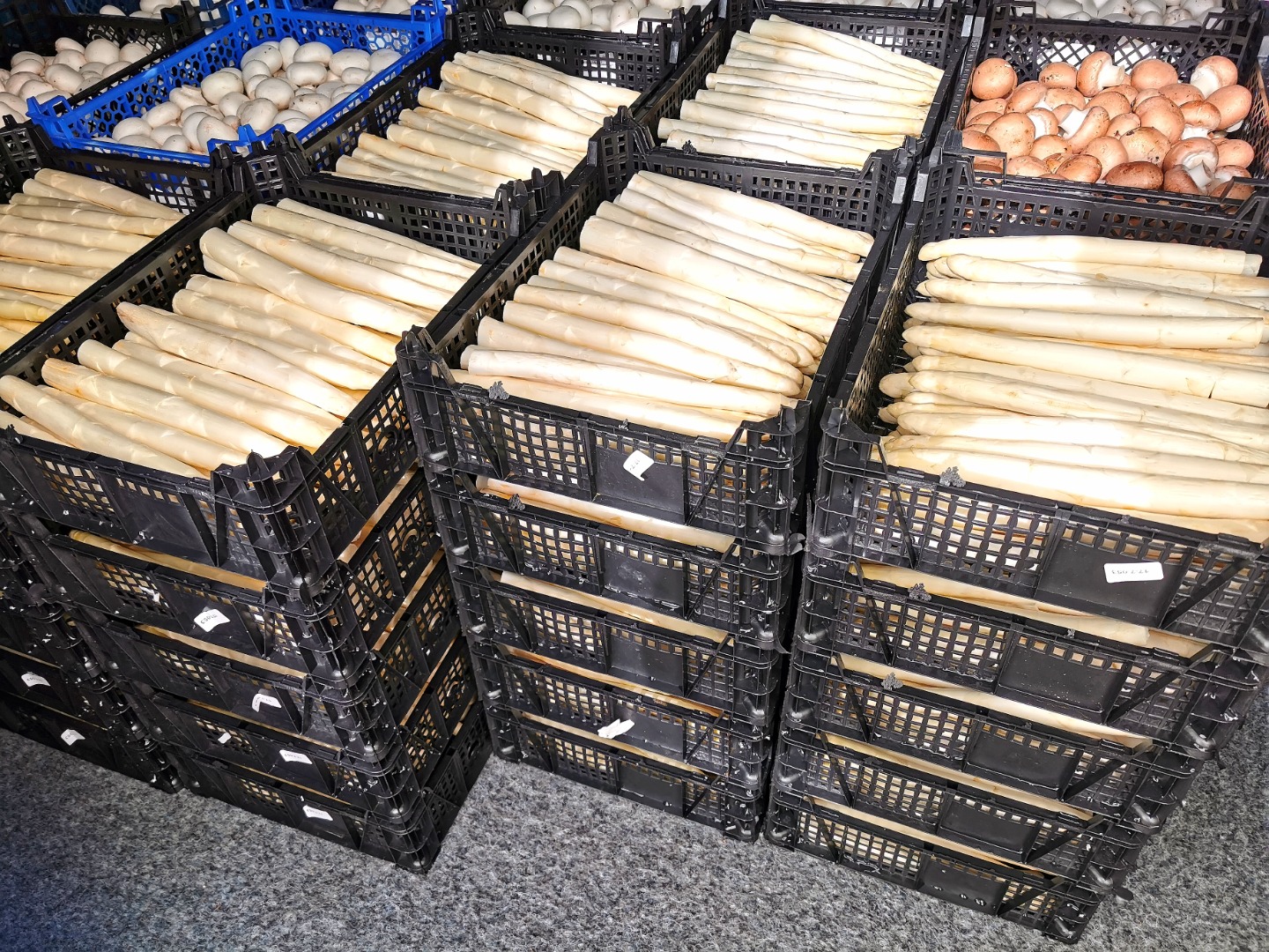 Looking for suppliers of white asparagus