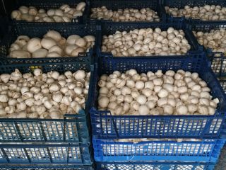 Looking for suppliers of mushrooms.