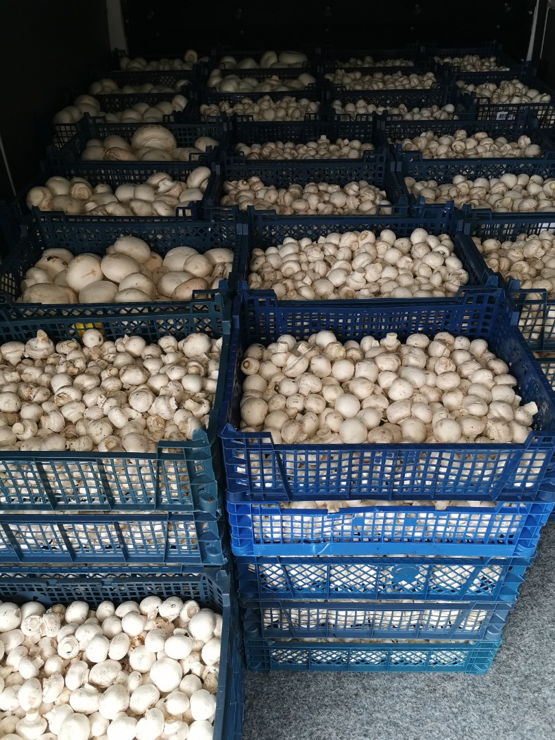 Looking for suppliers of mushrooms