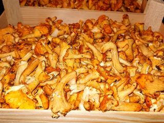 Looking for suppliers of chanterelles.