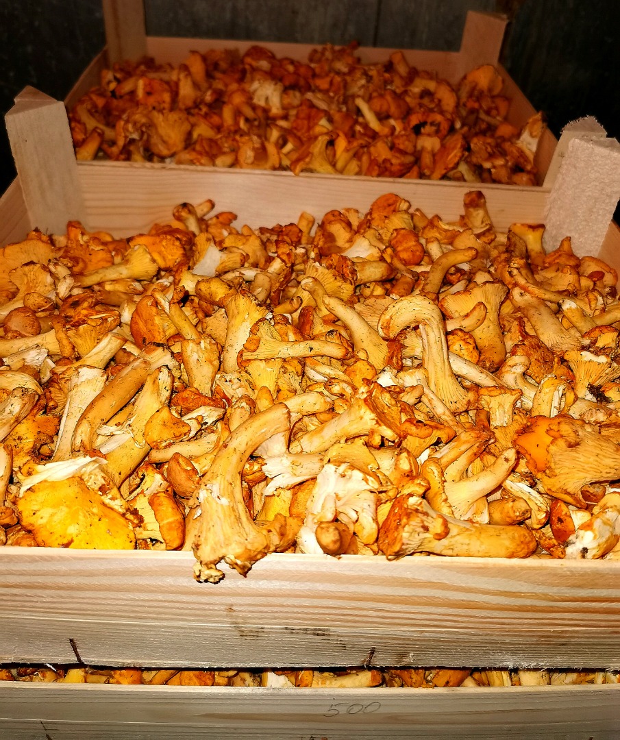Looking for suppliers of chanterelles