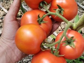 High quality of tomatoes (red, roze, cherry, black) from