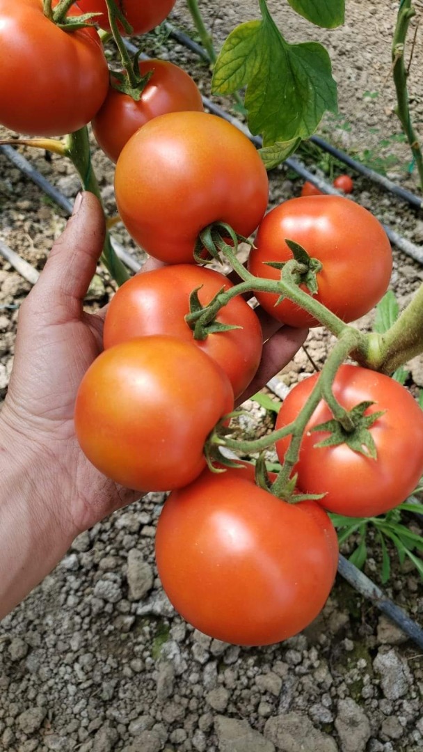 High quality of tomatoes (red, roze, cherry, black) from Albania ready to export