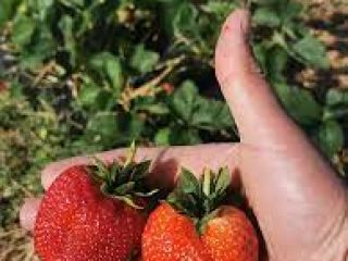 The company engaged in the cultivation of strawberries is