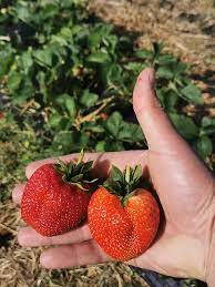 The company engaged in the cultivation of strawberries is ready to cooperate on favorable terms