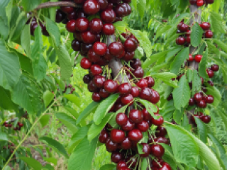 We will sell cherries : Burlat, Sweet Arianna. Black