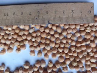 We sell chickpeas caliber 7+ cleaned on Sortex, pure