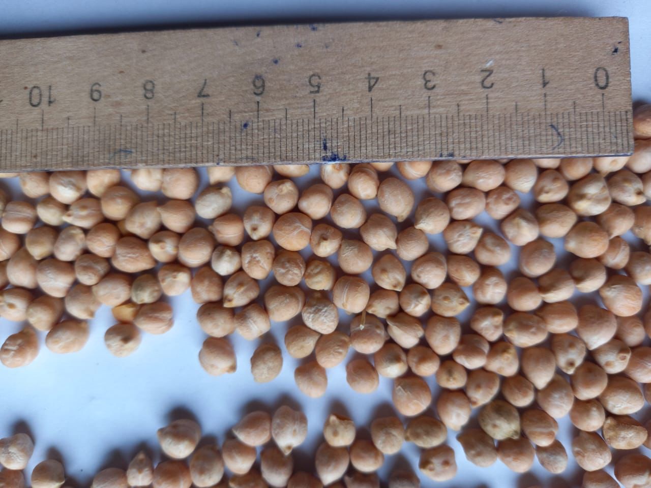 We sell chickpeas caliber 7+ cleaned on Sortex, pure 99%