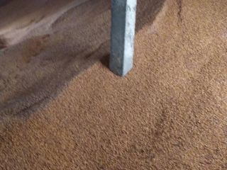 I will sell corn of Ukrainian origin. 270 DAP.