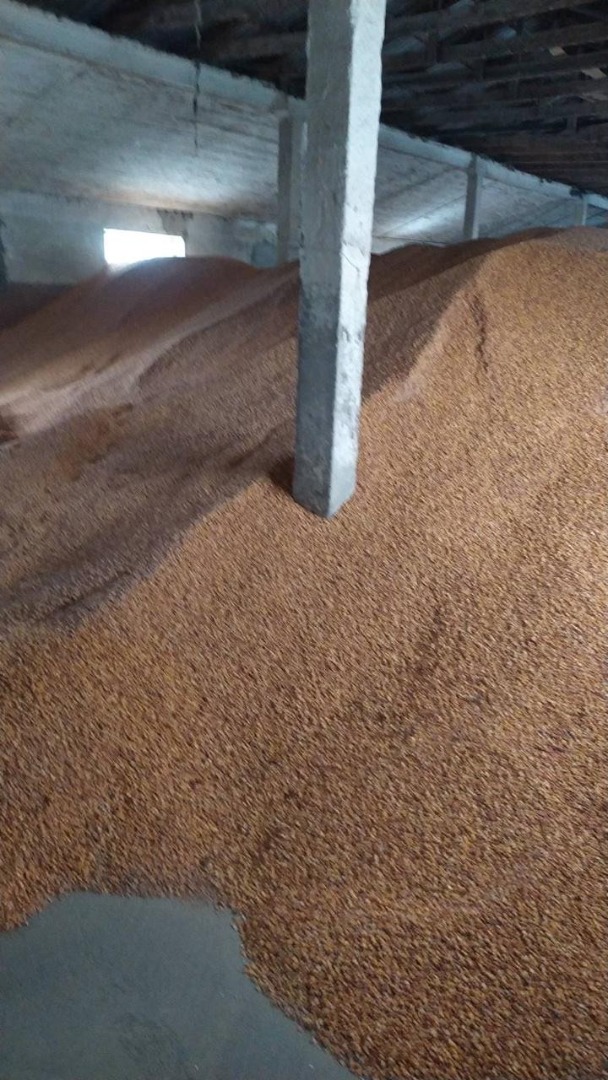 I will sell corn of Ukrainian origin