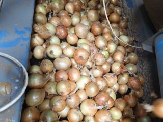 Yellow, red, pink onions wholesale export in large quantities