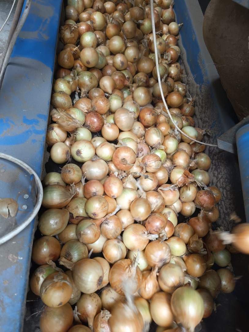 Yellow, red, pink onions wholesale export in large quantities Onions yellow, red, pink Sewn net packing 15.20 kg or big beg 1 ton Onion caliber 4+, 5+ Checked
