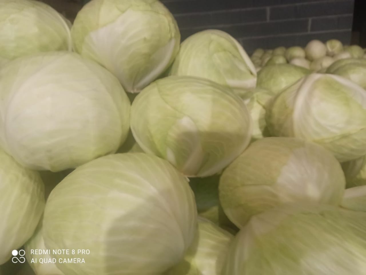 White cabbage and other vegetables export large quantities White cabbage market quality from 1 to 3 kg packing cardboard box industrial quality from 3.5 kg cut