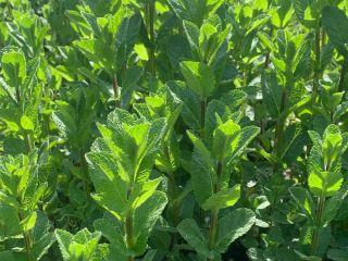 Fresh Dutch mint of the best quality, BIO. I