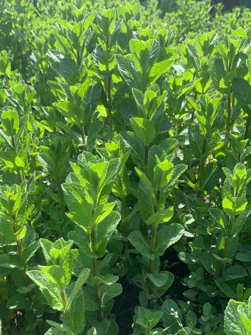 Fresh Dutch mint of the best quality, BIO