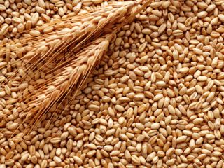 Feed wheat 6000 tons. Country of origin: Ukraine; Non-GMO;