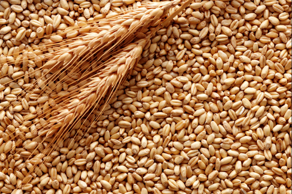 Feed wheat 6000 tons