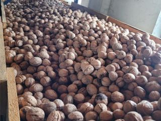 ORGANIC NUTS OBTAINED IN THE ORCHARD, ECOLOGICALLY CERTIFIED IN