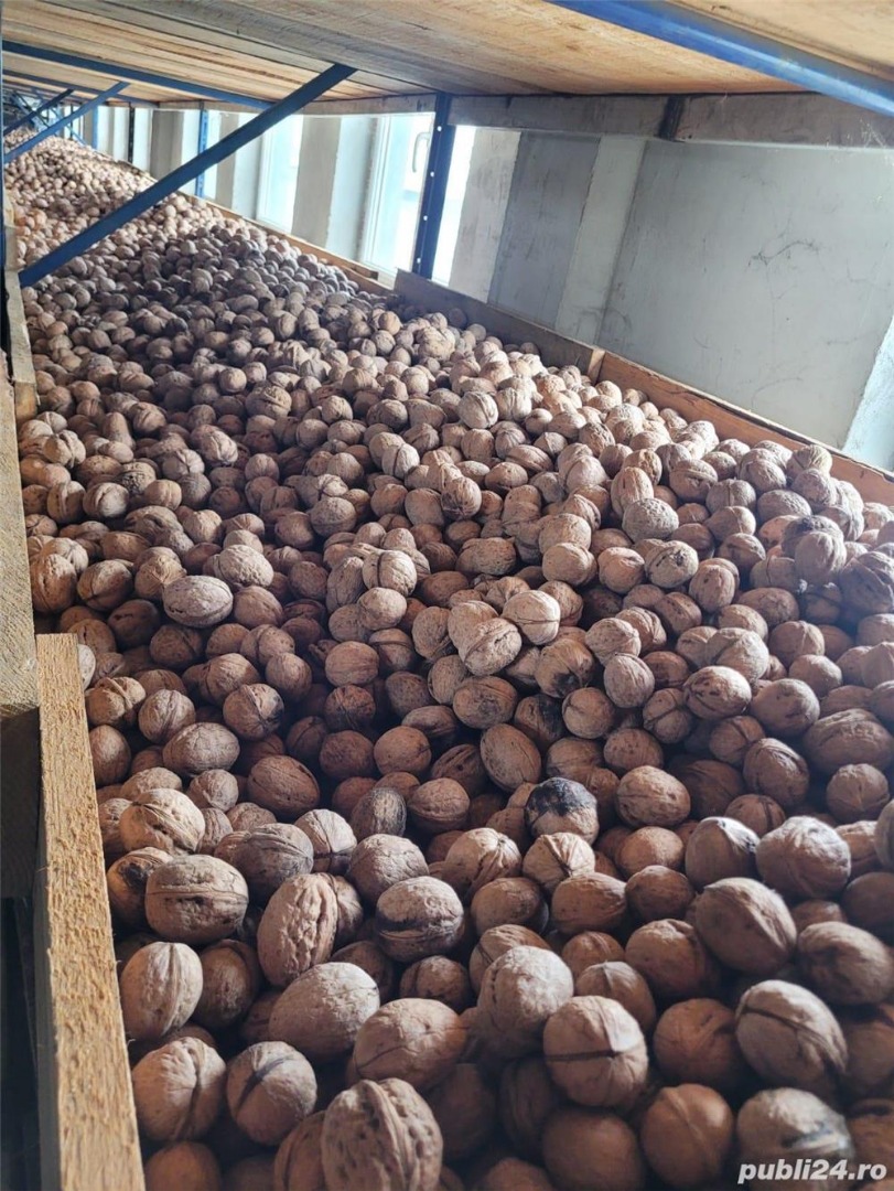 ORGANIC NUTS OBTAINED IN THE ORCHARD, ECOLOGICALLY CERTIFIED IN ROMANIA