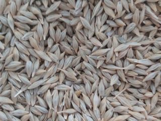 About 250 tons of high-quality barley are available. Corresponds