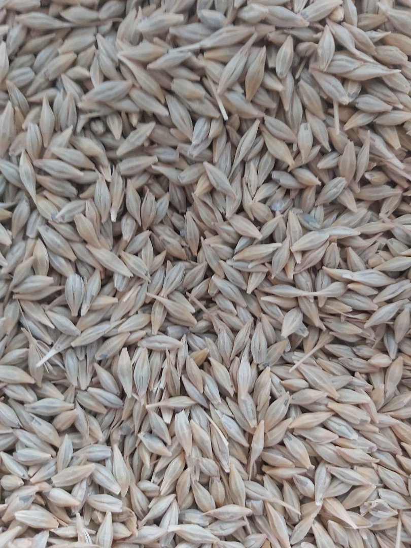 About 250 tons of high-quality barley are available
