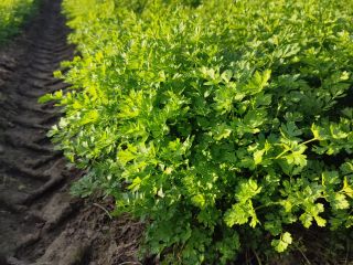 I will sell parsley.