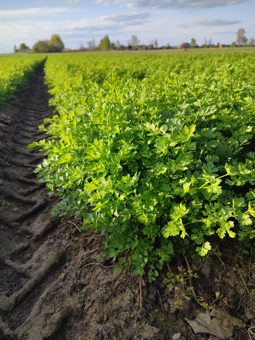 I will sell parsley
