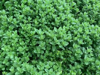 I am selling fresh Dutch mint of the best
