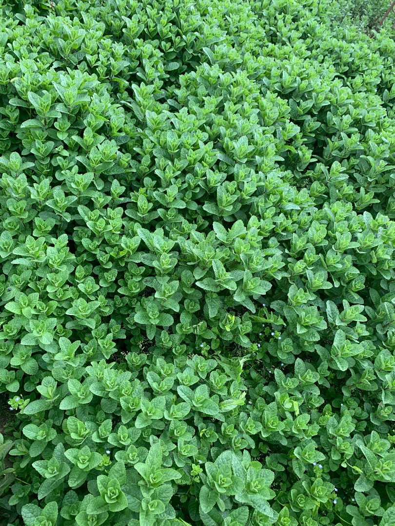 I am selling fresh Dutch mint of the best quality