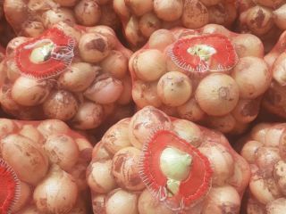 I will sell young onions (Uzbekistan). No damage or