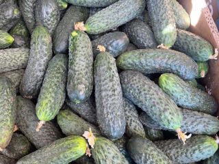 I will sell fresh ground cucumbers from Belarus. Packaging: