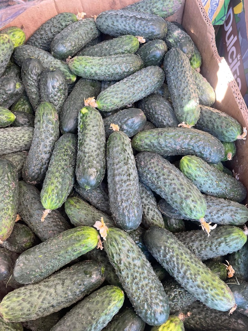 I will sell fresh ground cucumbers from Belarus