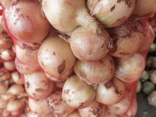 I will sell young onions from Uzbekistan. Directly from