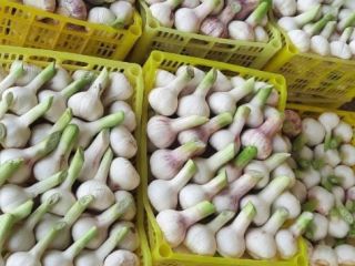 I will sell garlic from Uzbekistan. Directly from the