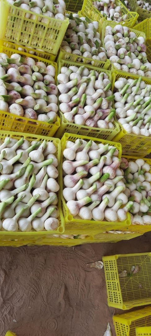 I will sell garlic from Uzbekistan