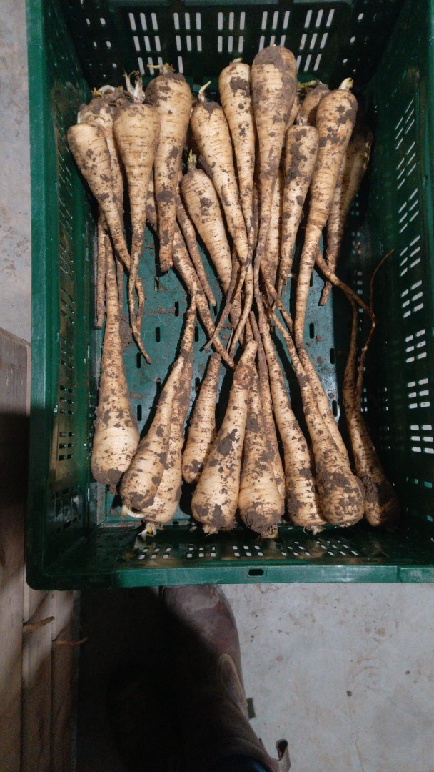 Hallo hr mevr,ik kan u verschillende groente aanbieden heel het jaarrond zoals aardappelen uien wortelen prei sla kool zowel veldgewas ongewassen onbewerkt als