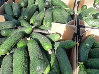 I will sell greenhouse cucumbers (spiky, smooth), tomatoes (plum,