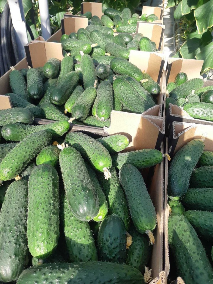 I will sell greenhouse cucumbers (spiky, smooth), tomatoes (plum, round, raspberry)